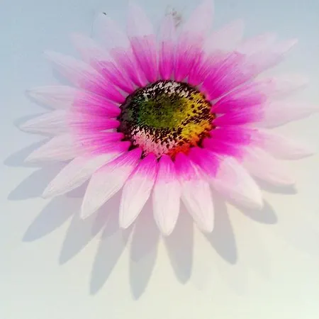 شقة Typical Center *